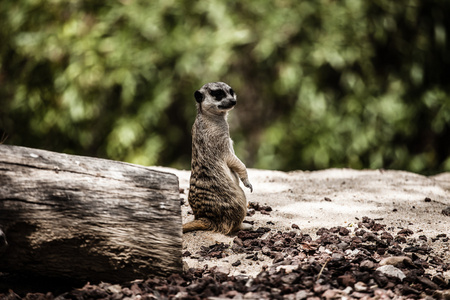 可爱的非洲 suricate 在浅绿色背景的肖像