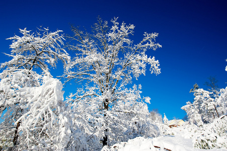 下雪的圣诞节早晨