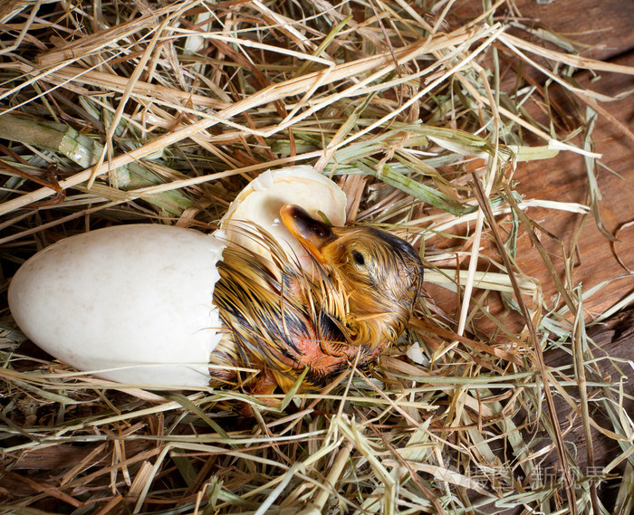 下载小样发票合同问题/举报丑小鸭的第一步干燥小鸭破壳而出新生小鸭