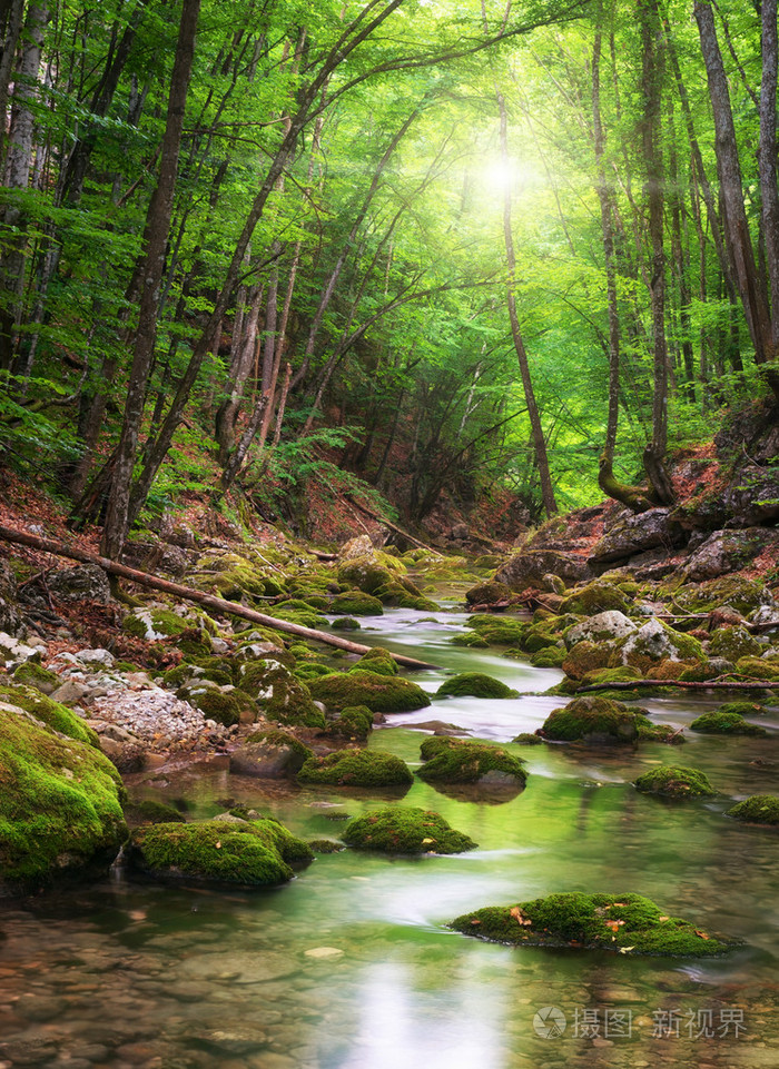 河在山地森林深处