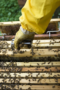 养蜂人工作