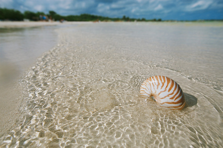 在蓝色的大海波浪，浅景深鹦鹉螺的壳