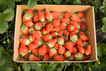 新鲜有机草莓生长在葡萄藤上的特写