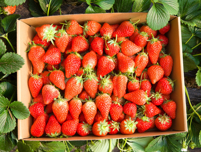 新鲜有机草莓生长在葡萄藤上的特写