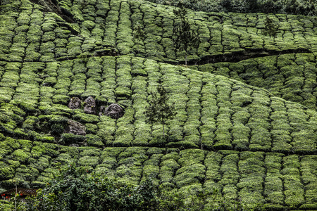 绿茶叶种植园的景观。印度喀拉拉邦，新德里