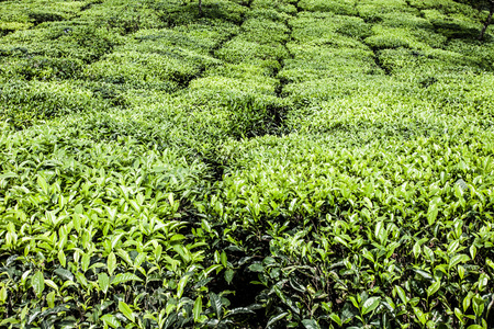 绿茶叶种植园的景观。印度喀拉拉邦，新德里