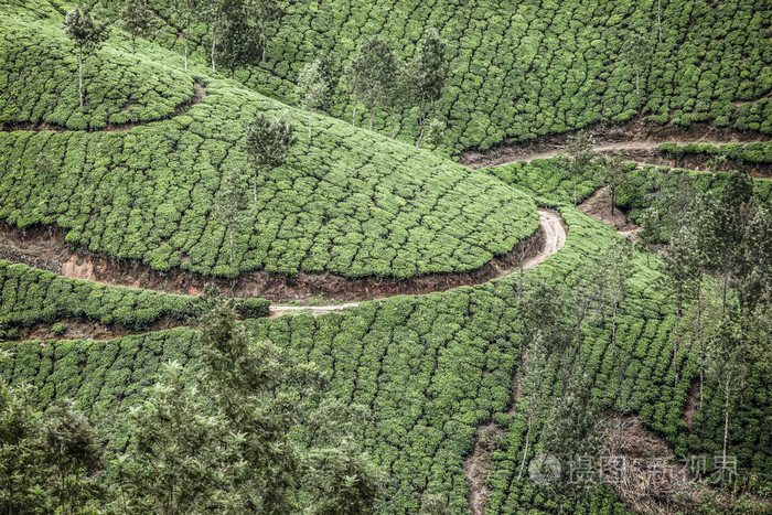 绿茶叶种植园的景观。印度喀拉拉邦，新德里