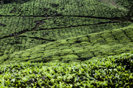 绿茶叶种植园的景观。印度喀拉拉邦，新德里