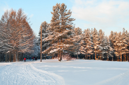 snowcovered 松在常绿森林与树木上的日落颜色
