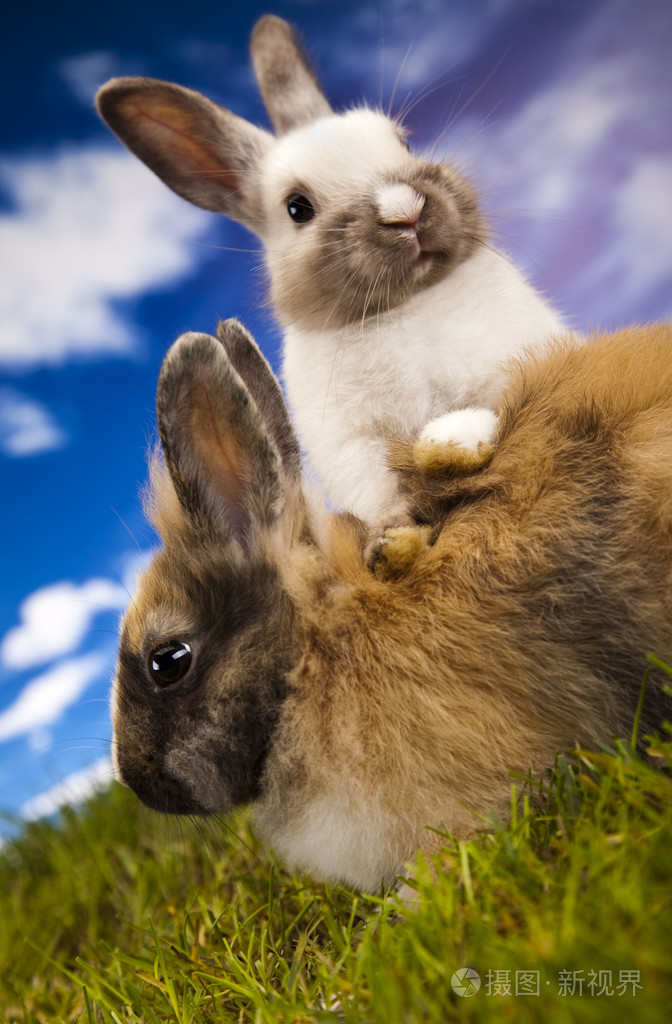 在草丛中的小兔子