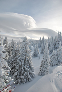 雪，从上面的视图和云 altocumulus lenticuleris 所涵盖的杉木树