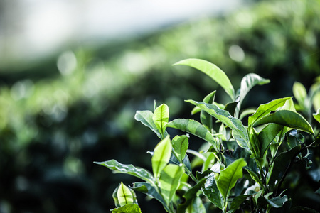 绿茶叶种植园的景观。印度喀拉拉邦，新德里