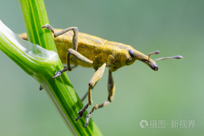 黄象甲虫草虫科