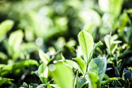 绿茶叶种植园的景观。印度喀拉拉邦，新德里