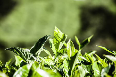 绿茶叶种植园的景观。印度喀拉拉邦，新德里