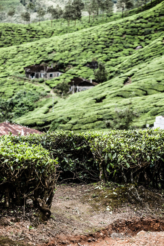 绿茶叶种植园的景观.印度喀拉拉邦,新德里