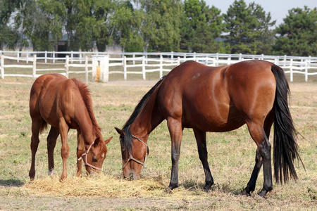 马和小马吃干草牧场场景