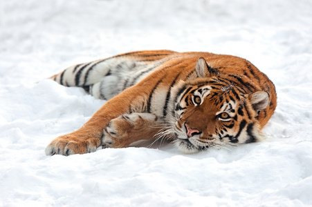 老虎的冬天