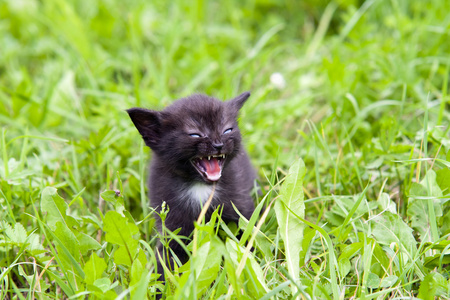 脾气在草里的小小猫