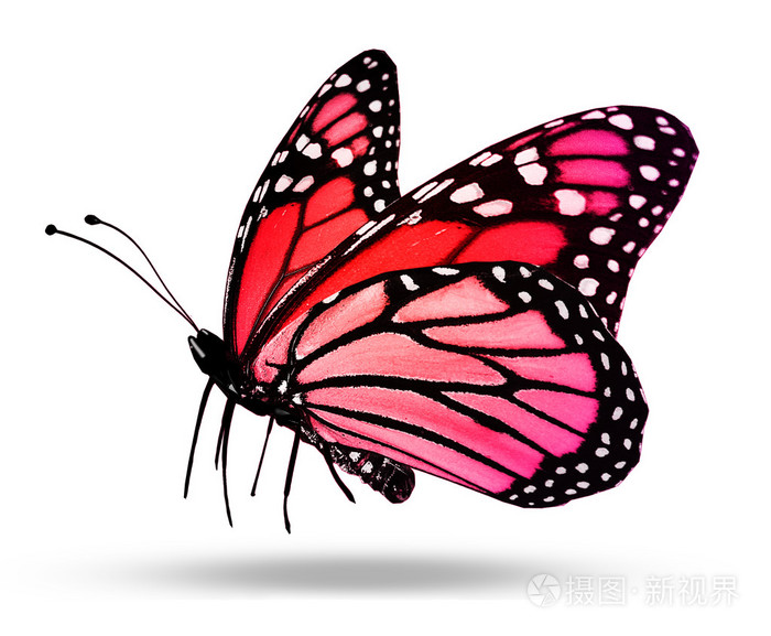 红蝴蝶白底隔离