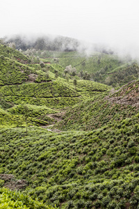 在新德里，印度的茶叶种植园