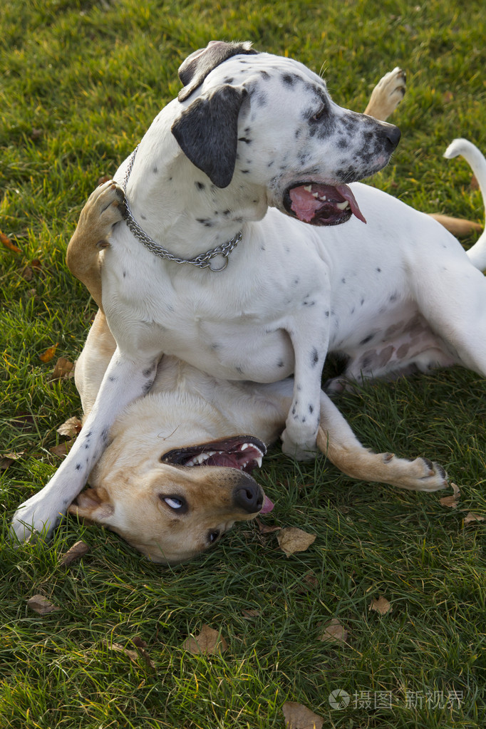 两只狗在公园 拉布拉多和达尔马提亚玩游戏