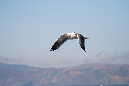 海鸥翱翔在辽阔的贝加尔湖图片