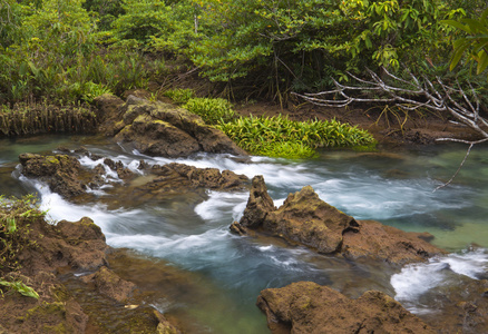 与河红树林 沼泽