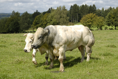 公牛和母牛图片