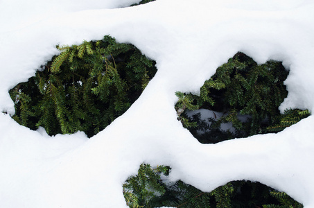 红豆杉布什常青树树枝下雪冬