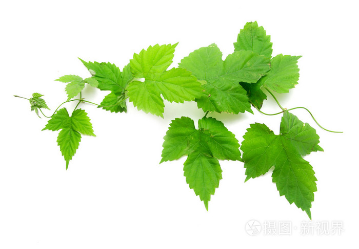 在白色背景上的绿色葡萄叶子