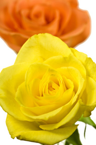中黄色和橙色的玫瑰