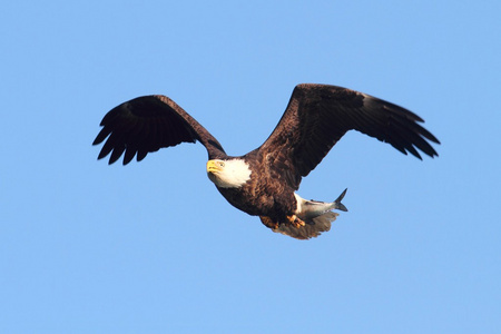 秃鹰白鳞