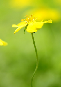 黄色的野花