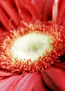 特写菊花花