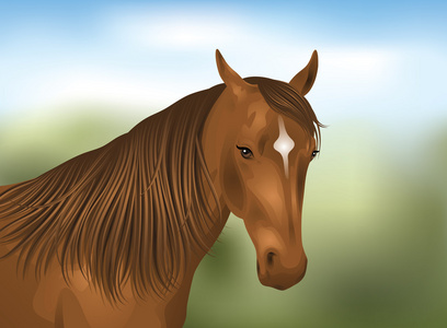 一匹棕色的马的肖像