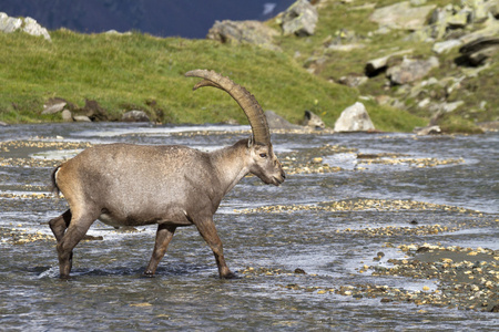 成人 ibex 在阿尔卑斯山的肖像