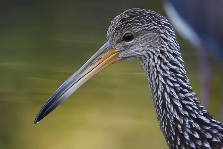 鹤嘴鸟小鸡图片