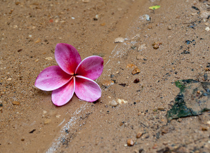 鸡蛋花花卉