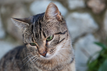 外面的猫