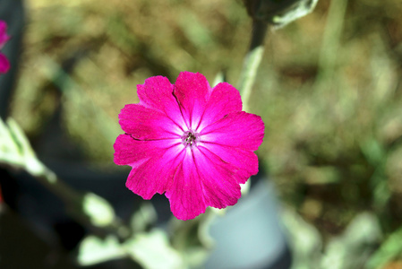 在花园里的花