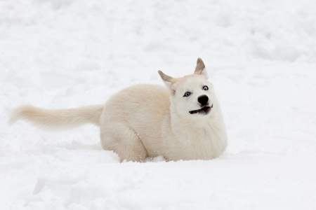 小小的白色赫斯基运行在深雪中
