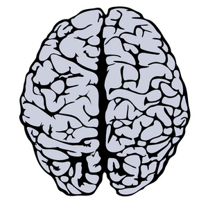 人类大脑的模型