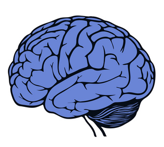 人类大脑的模型