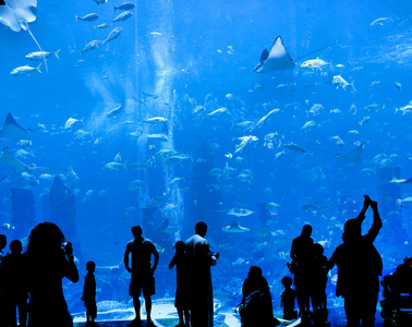 对一个大水族馆的剪影图片