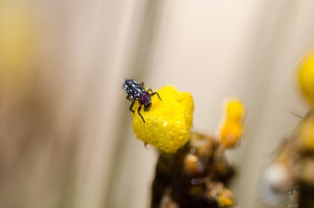 瓢虫幼虫对黄色花