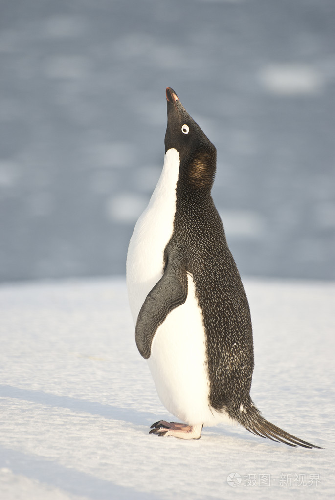 阿德利企鹅在海滩上尖叫