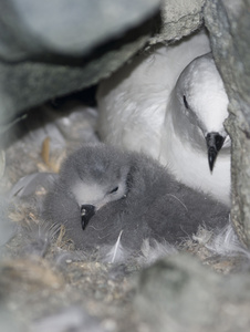 雪海燕小鸡在岩石间的巢图片