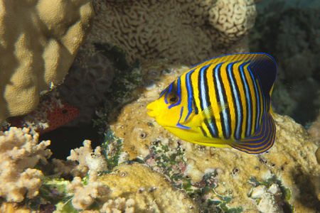 黄色和蓝色珊瑚礁背景中的天使鱼