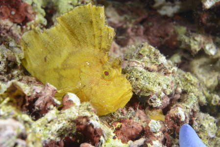 关于在菲律宾宿雾的硬珊瑚的黄色叶鱼
